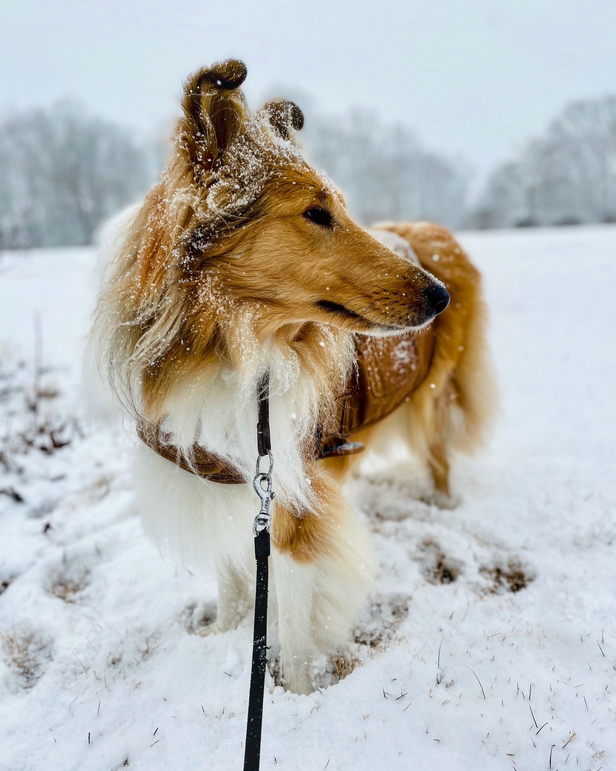 Rough collie Pru in the snow